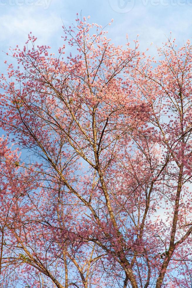 rosa träd och blå himmel foto