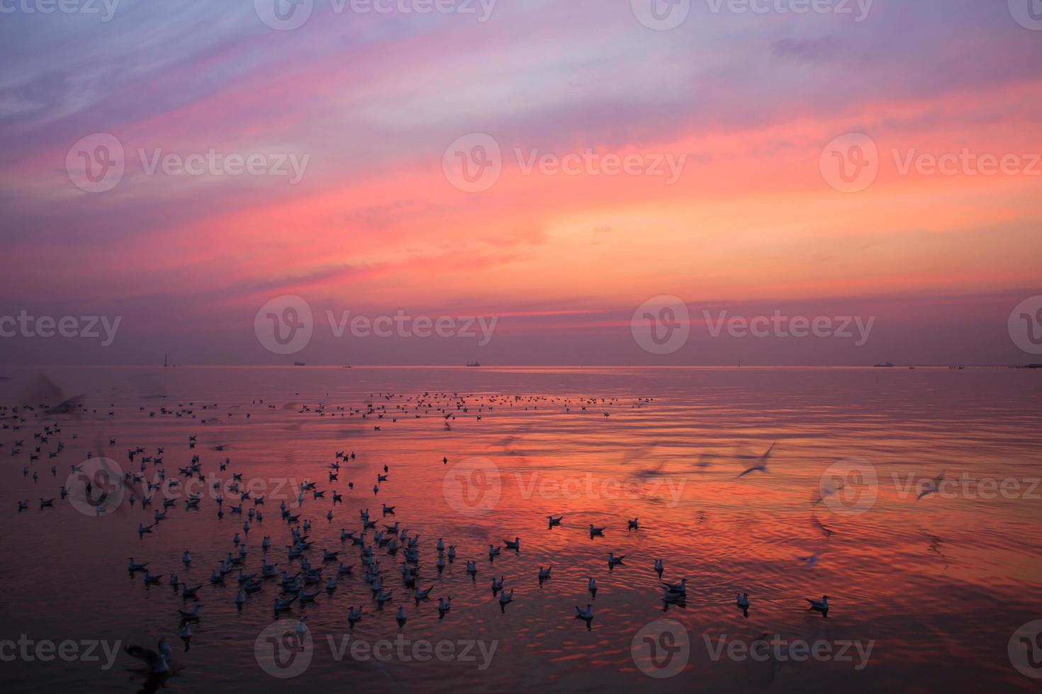 flock fåglar vid solnedgången foto