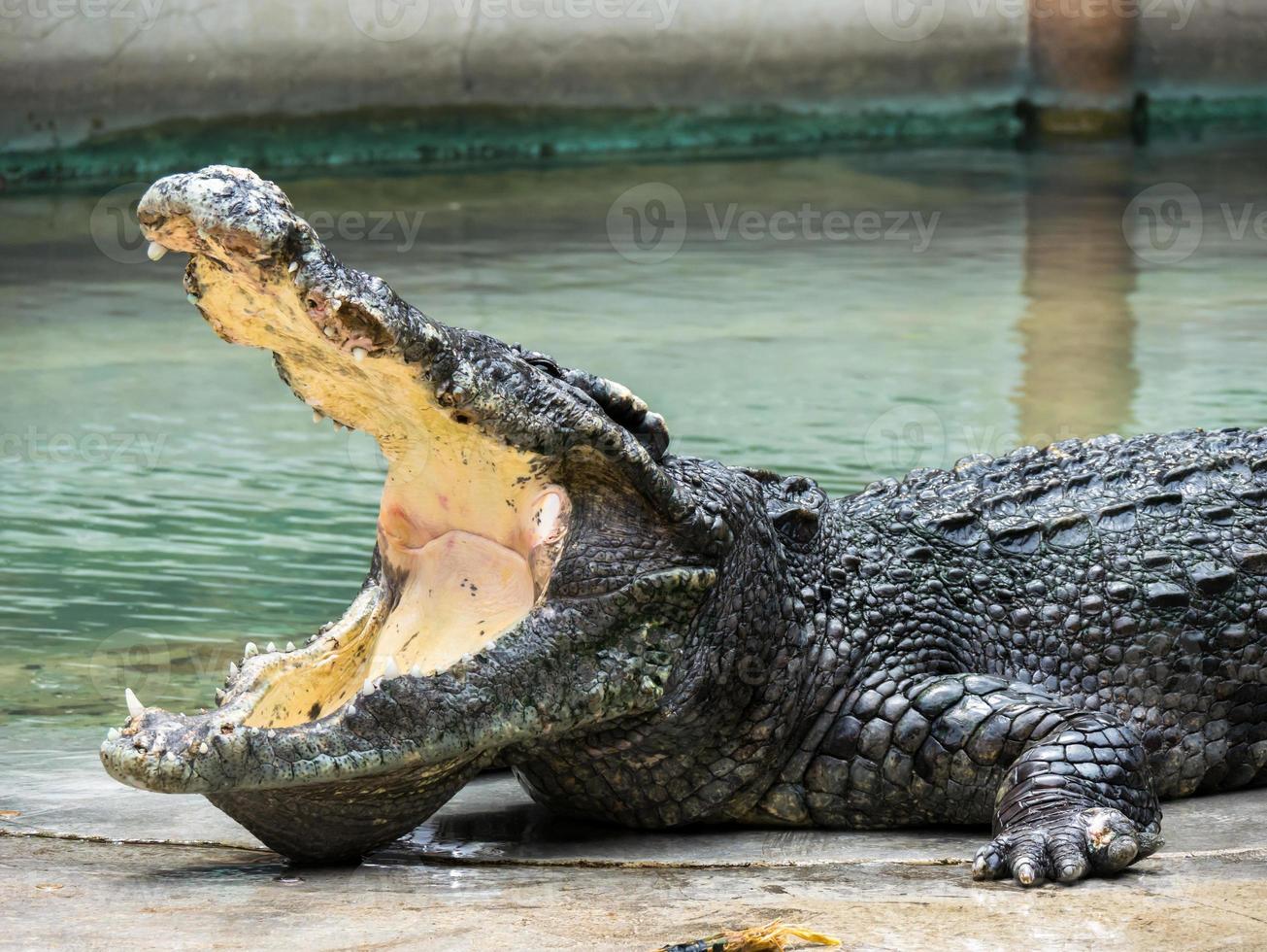 krokodil med öppen mun foto