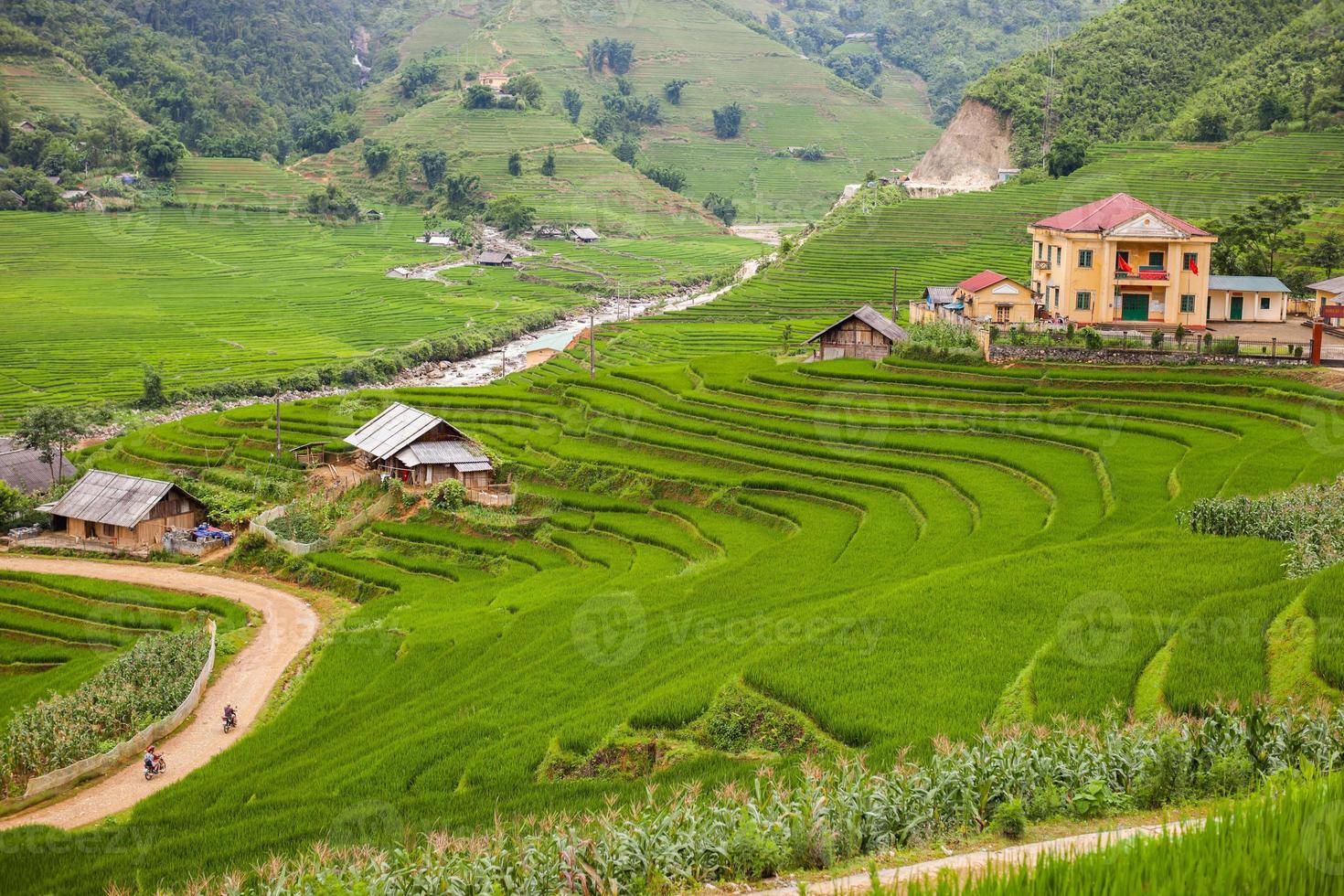 by och risfält foto