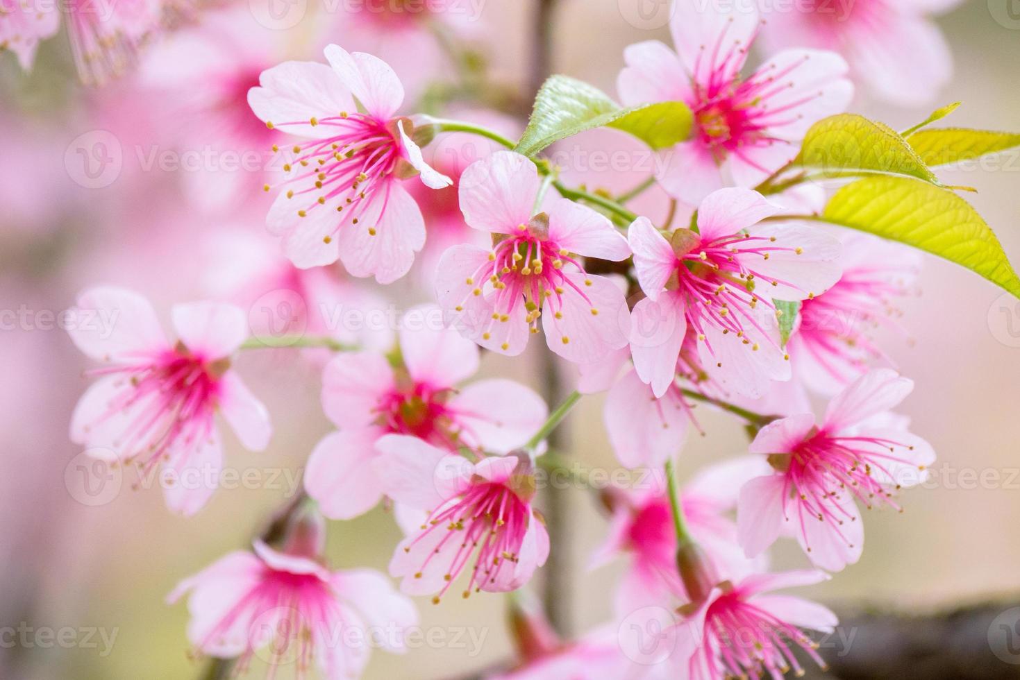 närbild av körsbärsblommor foto