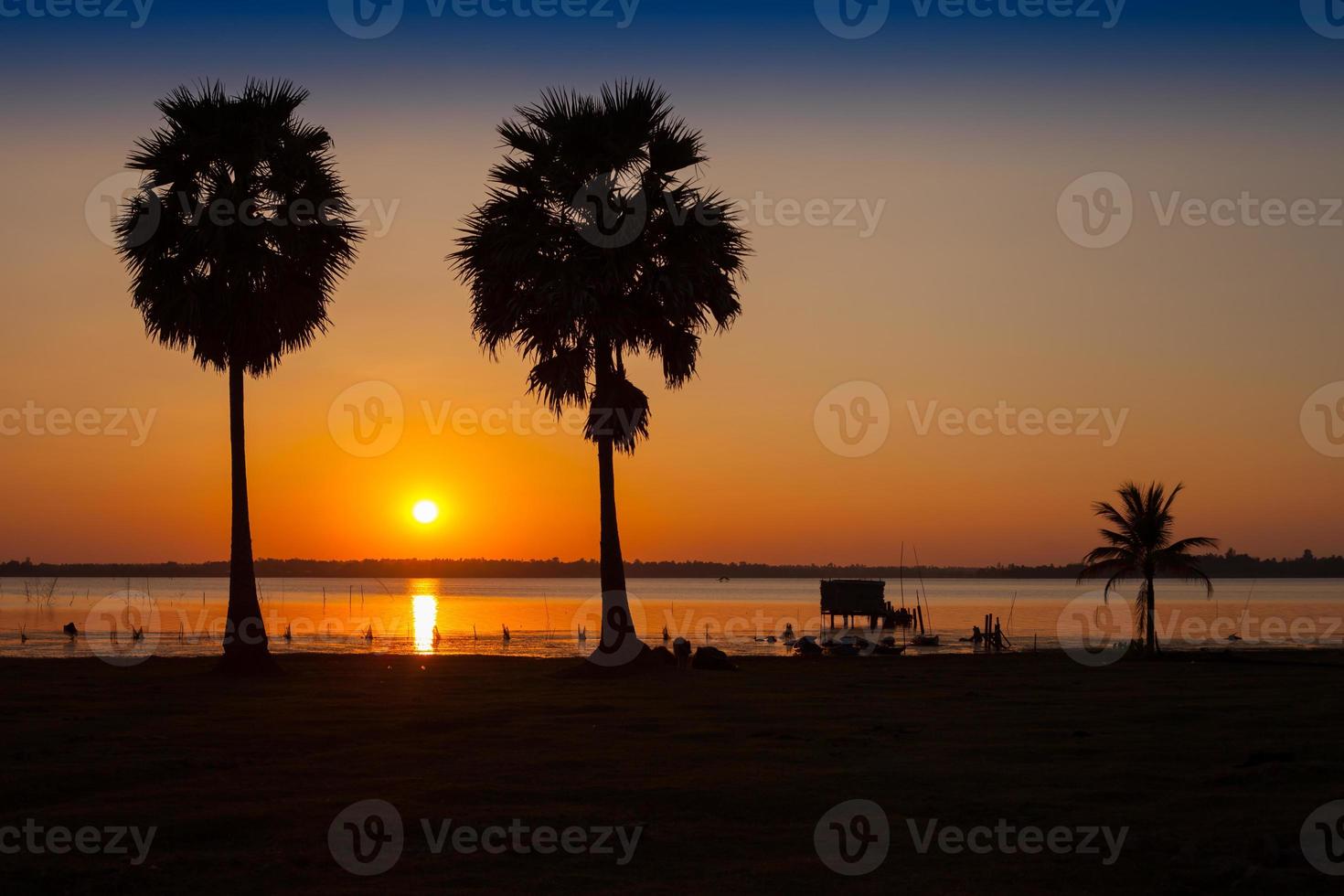 solnedgång och palmer foto