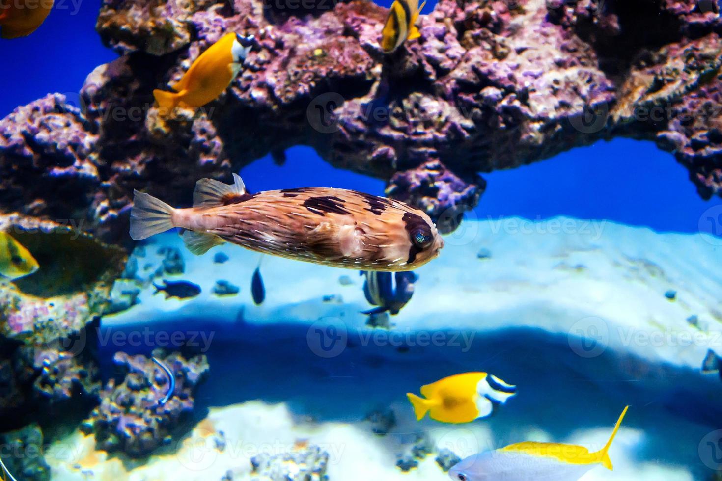 igelkott fisk simning under vatten i ett akvarium foto