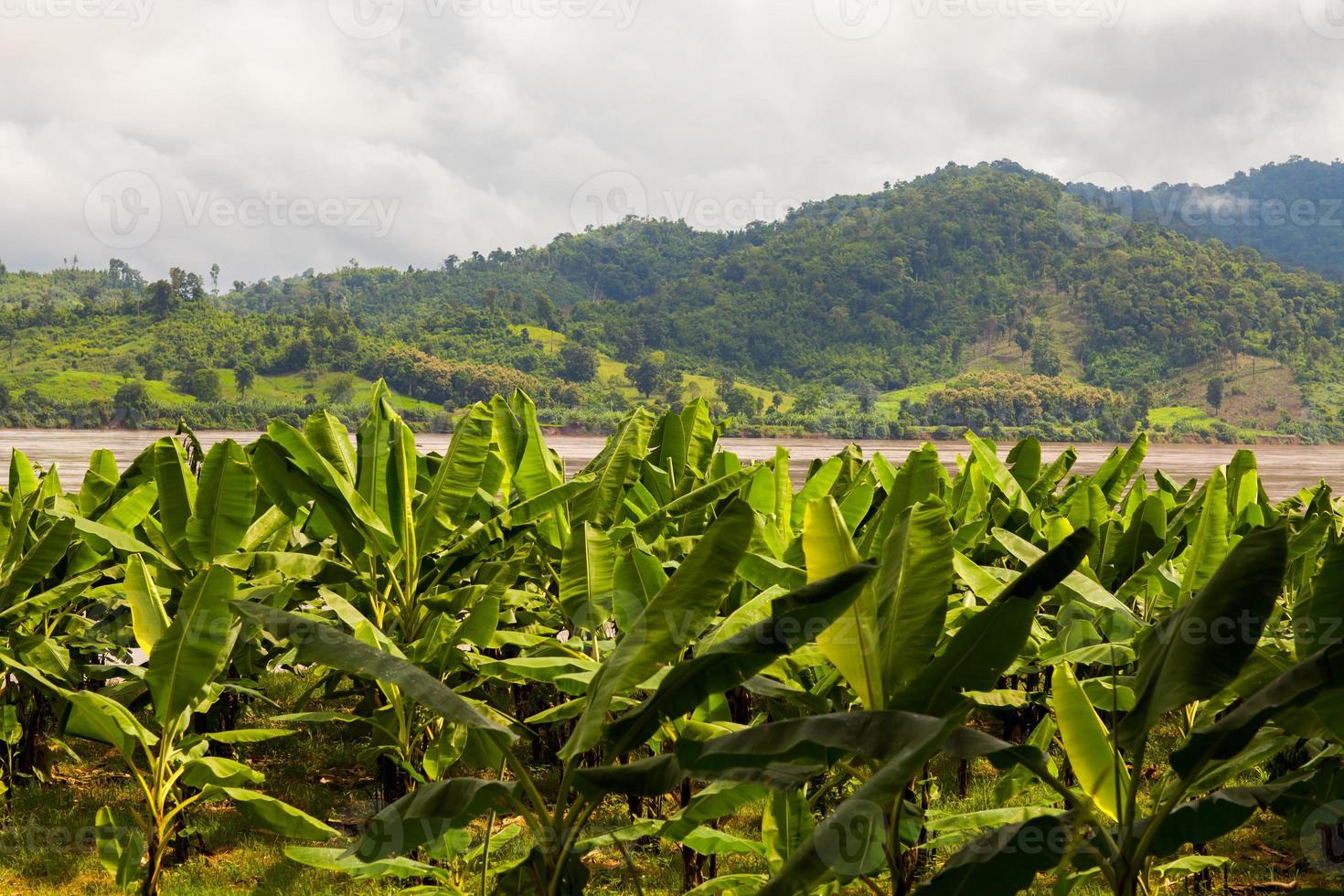 bananträd nära vatten och berg foto