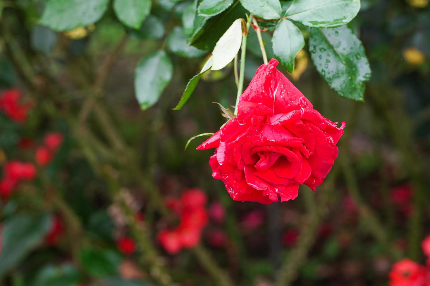 ros blommar i trädgården foto