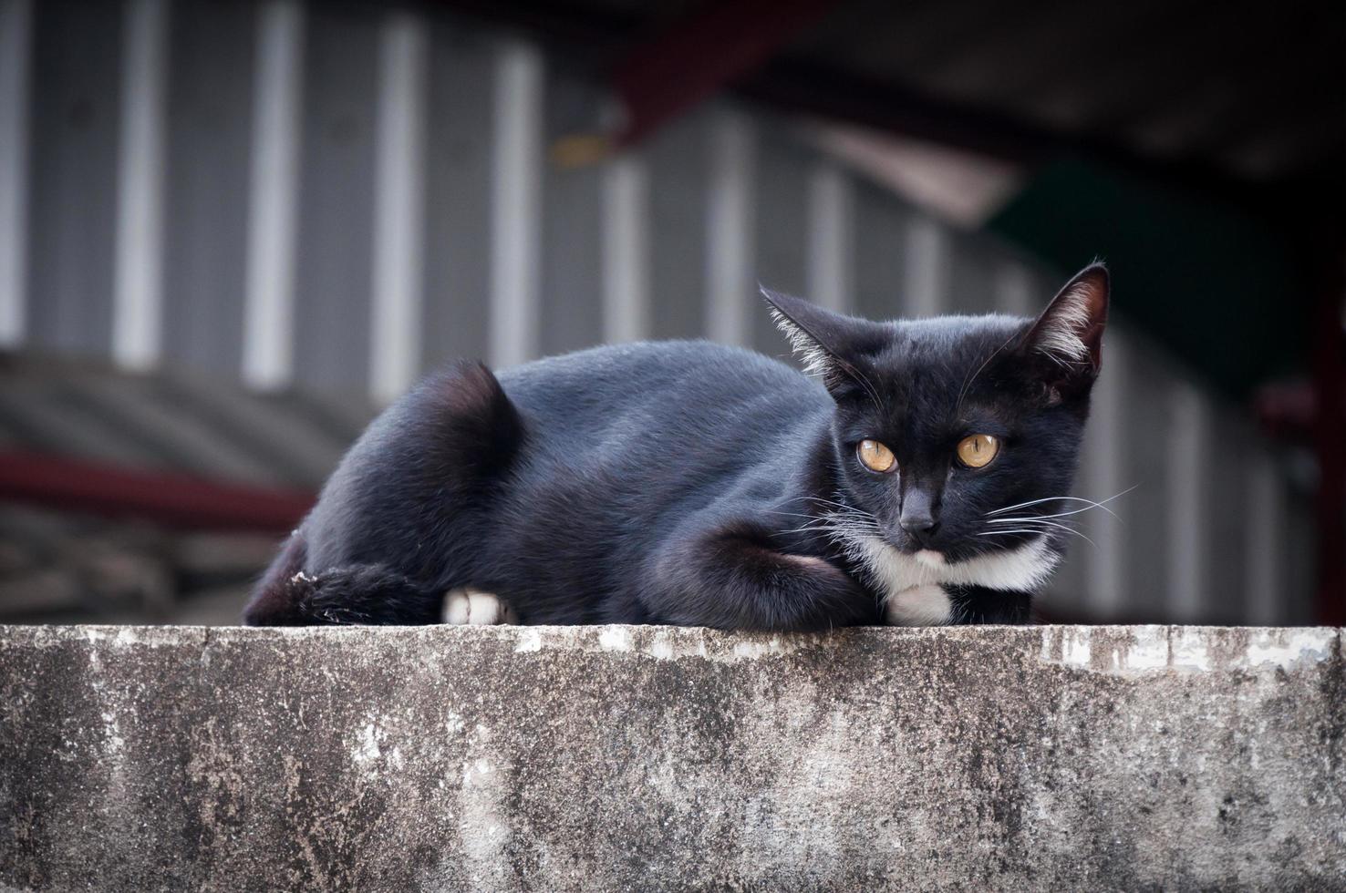 ung katt av en svart Färg på staket ,djur porträtt svart kattunge foto