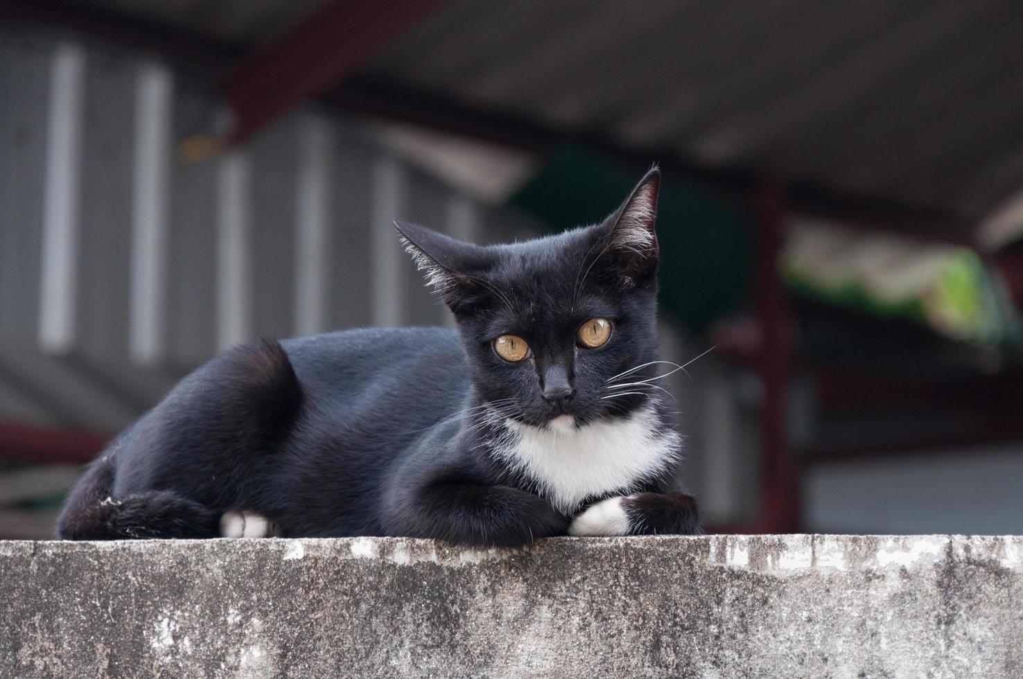 ung katt av en svart Färg på staket ,djur porträtt svart kattunge foto