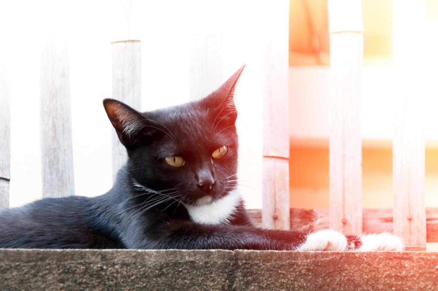 ung katt av en svart Färg på staket ,djur porträtt svart kattunge foto