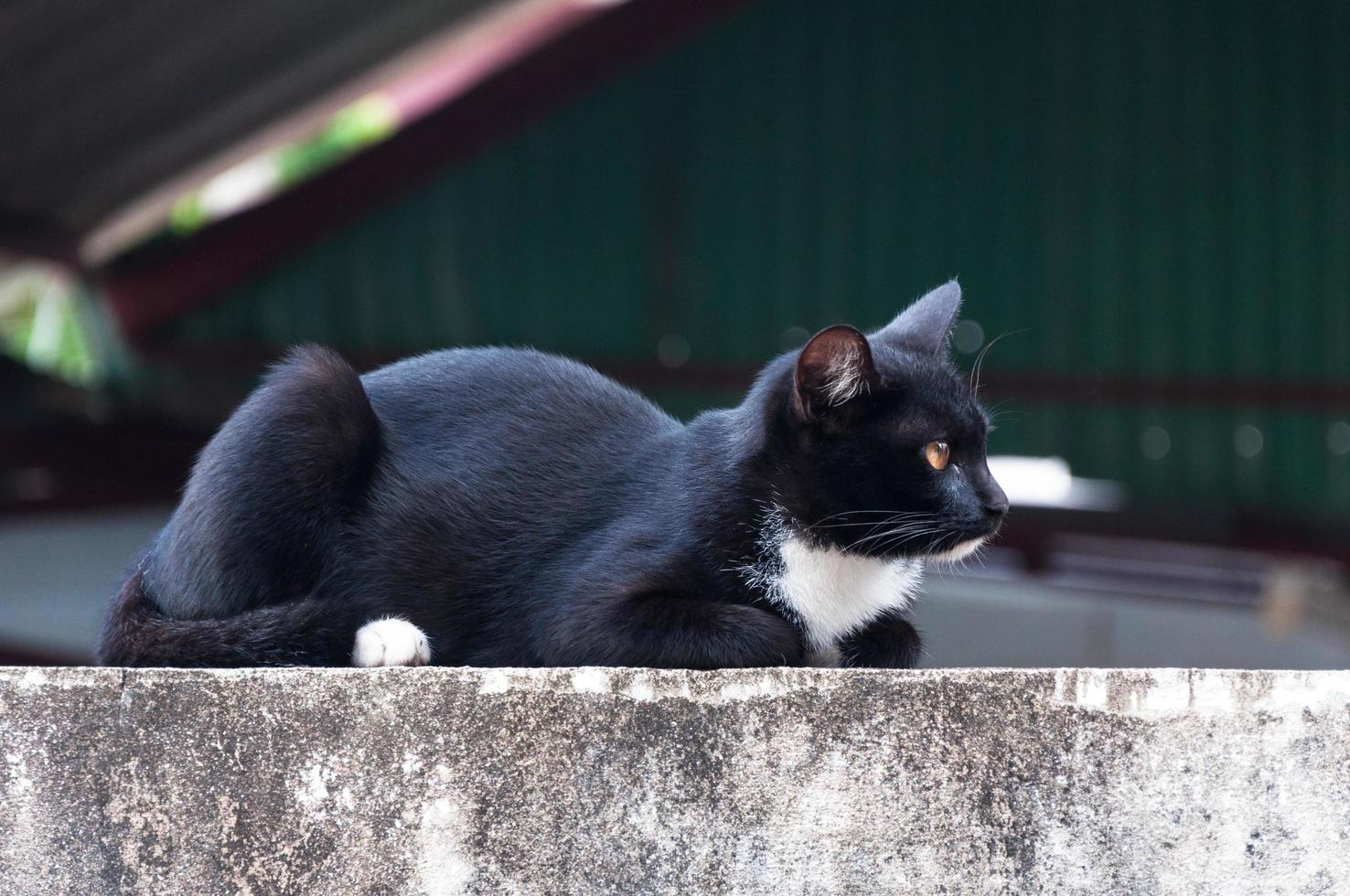 ung katt av en svart Färg på staket ,djur porträtt svart kattunge foto