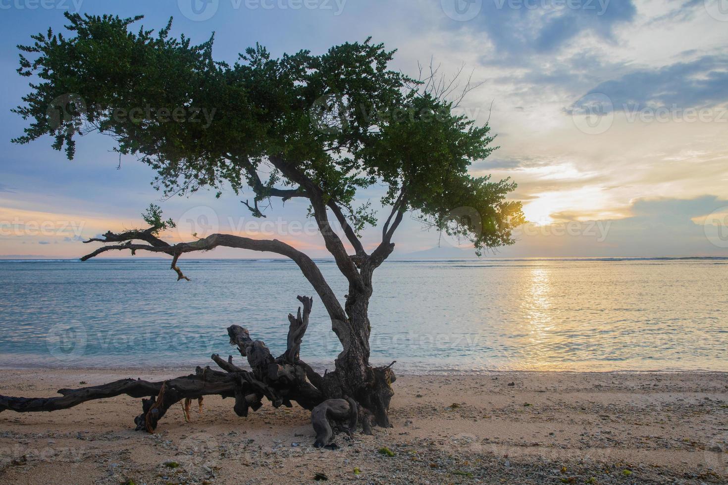 träd på de strand på solnedgång foto