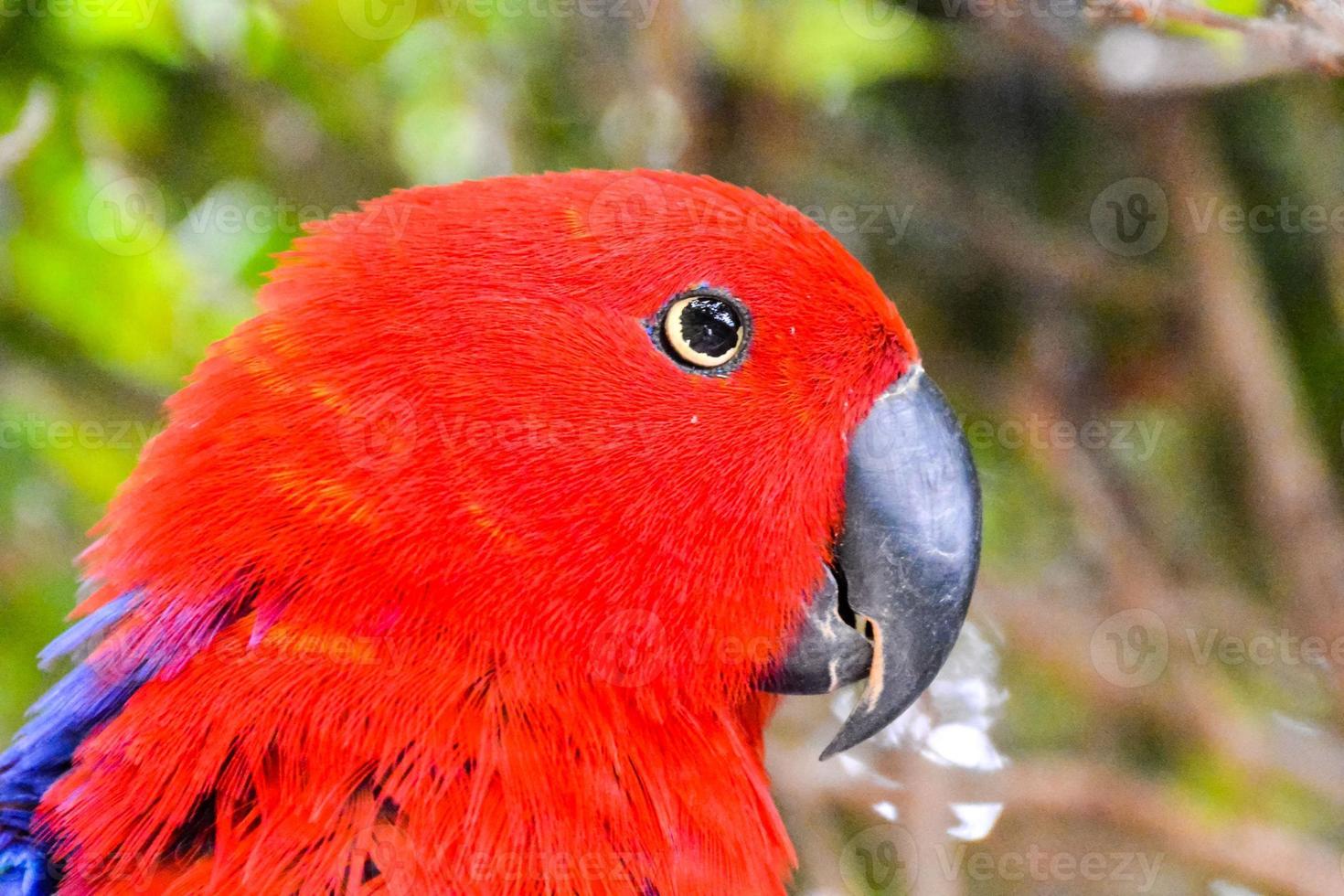 färgrik röd fågel foto