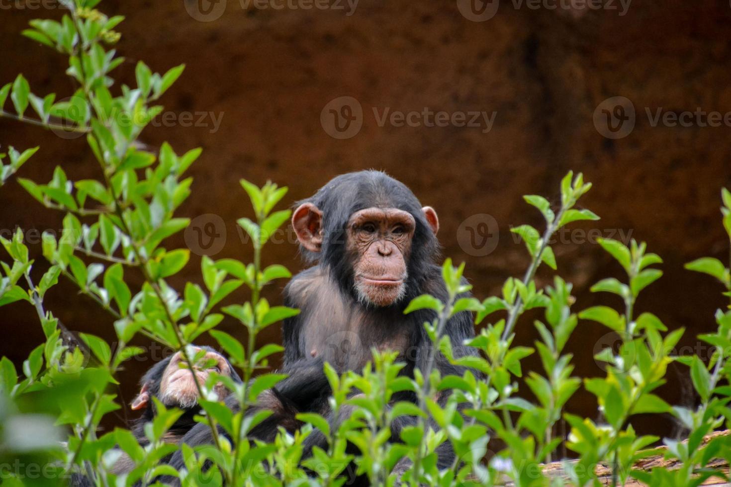 schimpanser på de Zoo foto