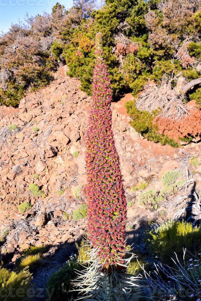 lång blommande växt foto