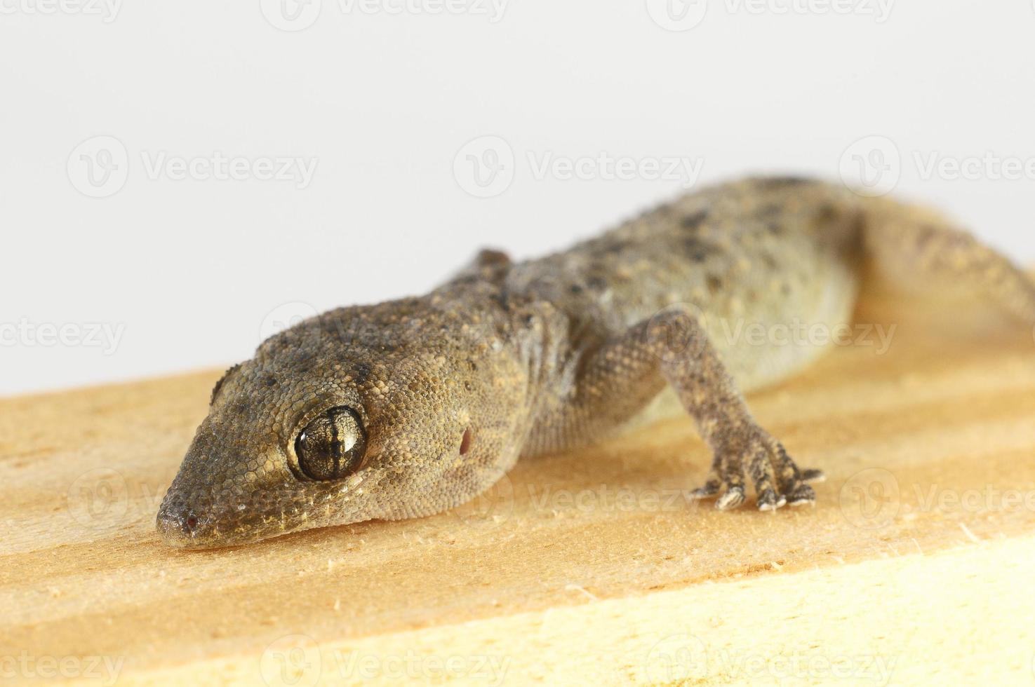 små söt gecko foto