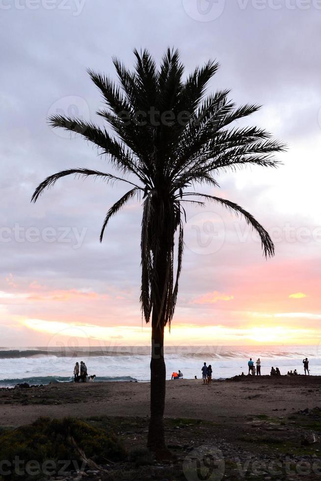 handflatan träd förbi de havet på solnedgång foto