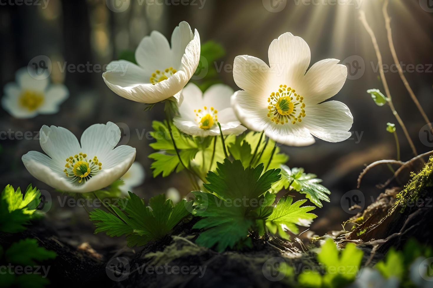 skön vit blommor av anemoner i vår i en skog stänga upp i solljus i natur. vår skog landskap med blommande primula foto