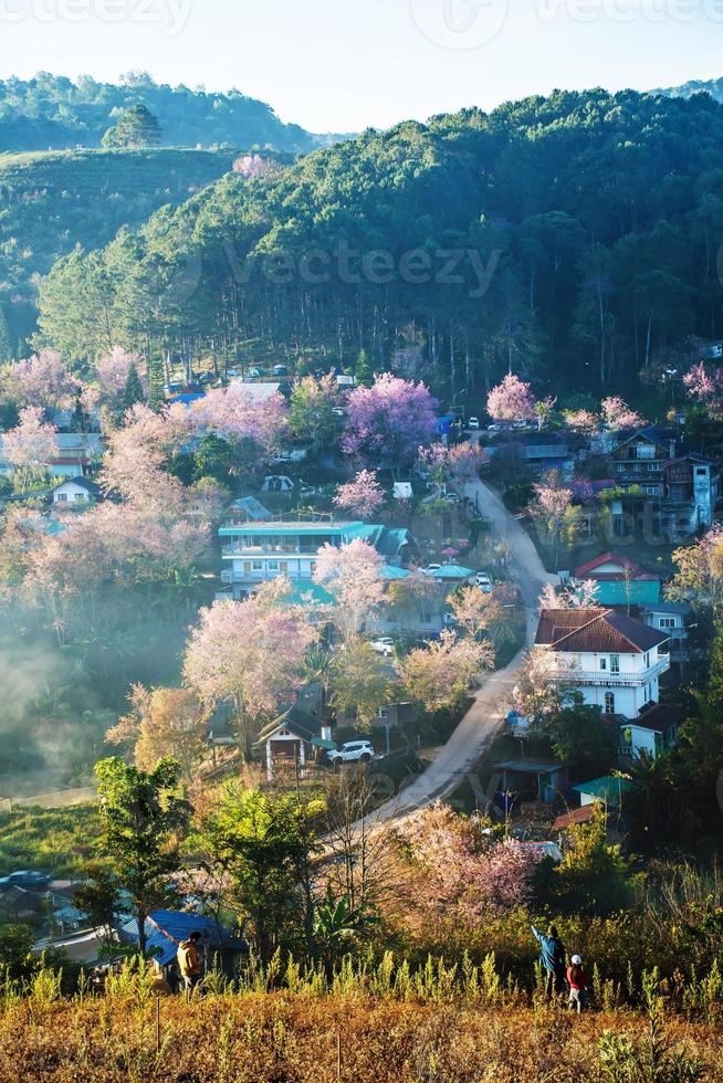 landskap av skön vild himalayan körsbär blomning rosa prunus cerasoides blommor på phu lom lo loei och phitsanulok av thailand foto