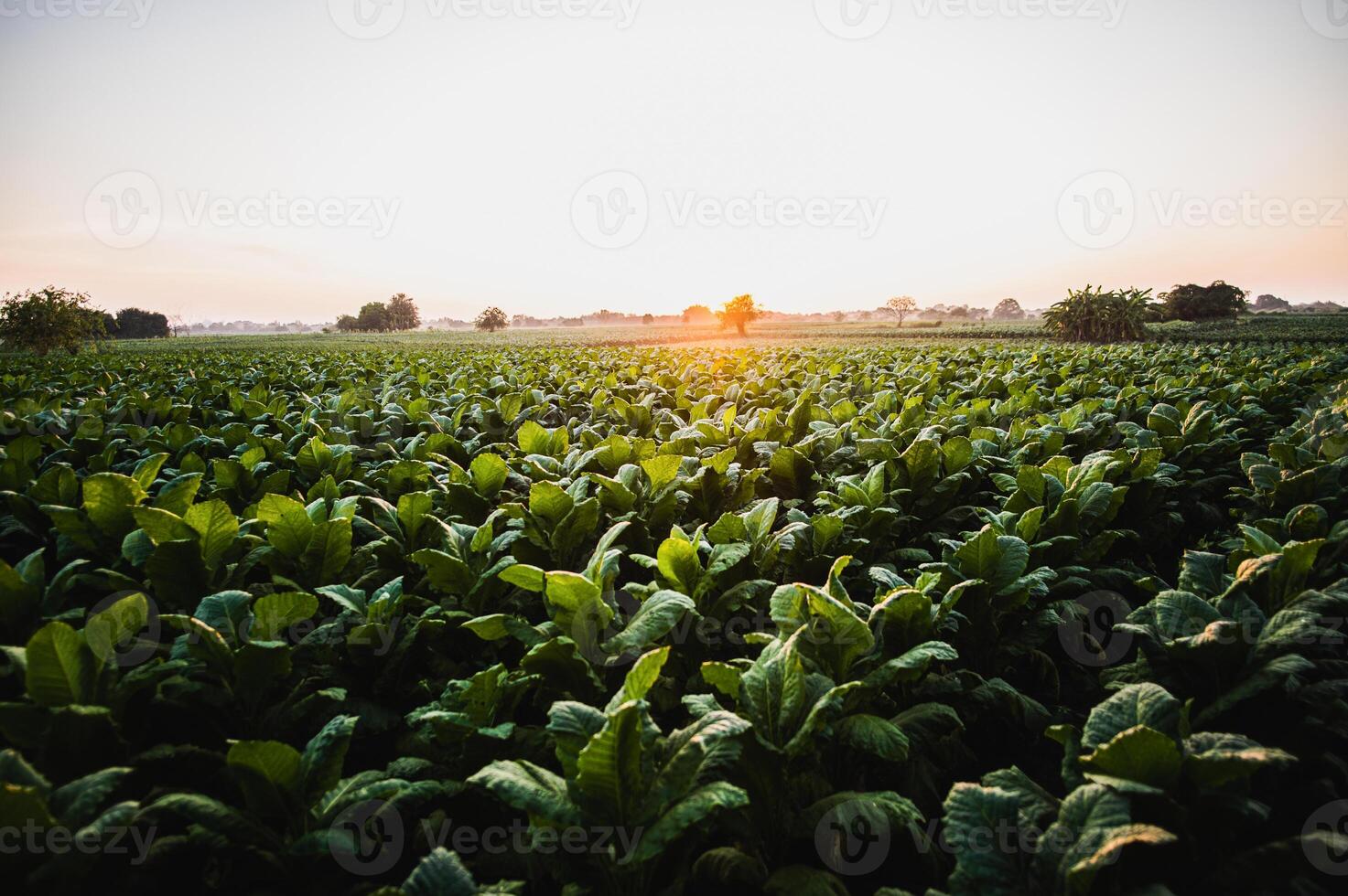 landskap av tobak plantage med solljus på solnedgång tid foto