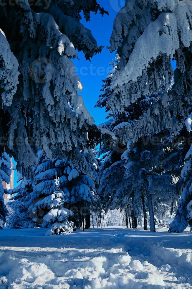 vinter- snötäckt jul scen med en tall träd. gran stor grenar täckt med glasera. lugna suddig bakgrund av vinter- tid med flingor av snö. foto