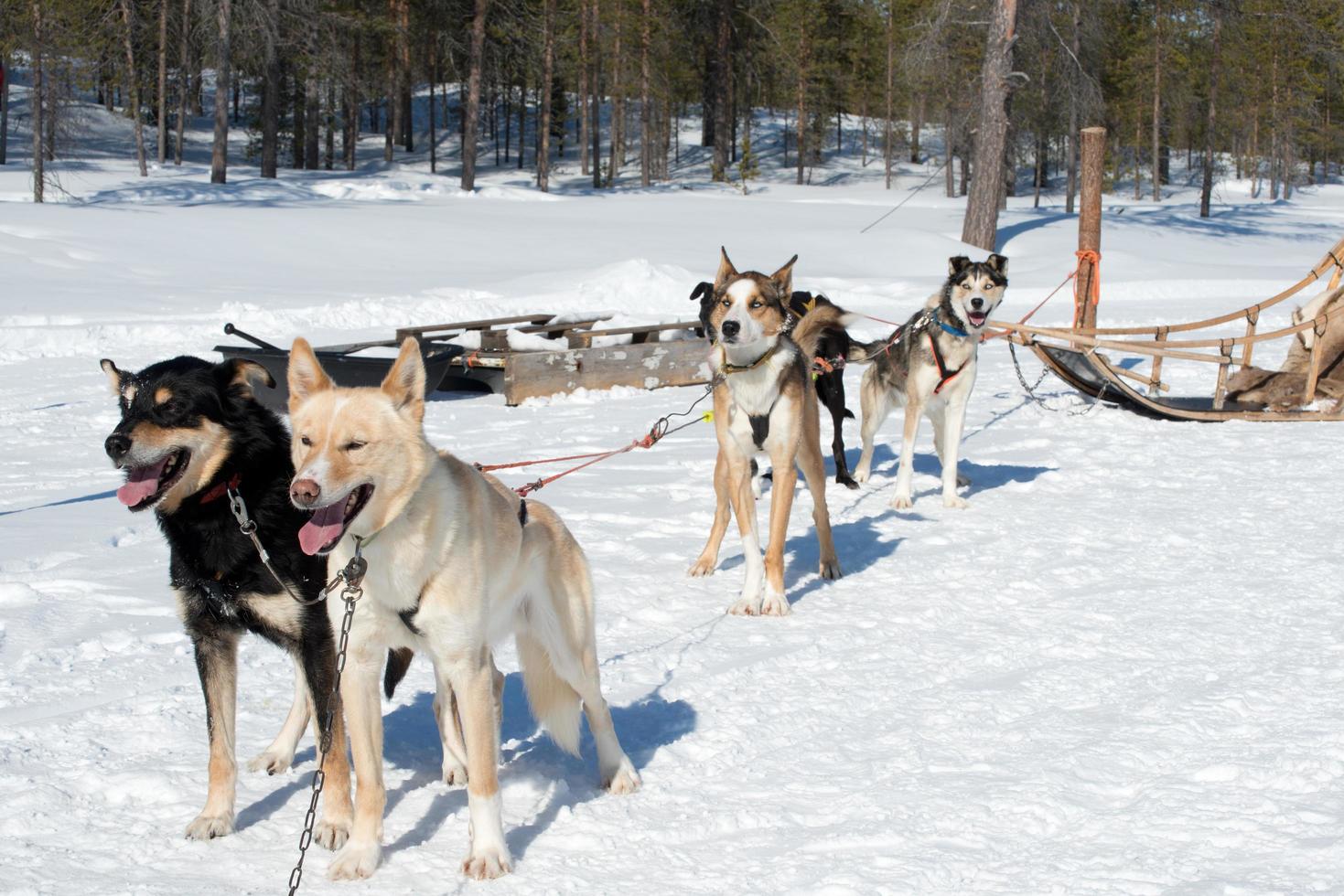 skön hes hundar på en släde foto