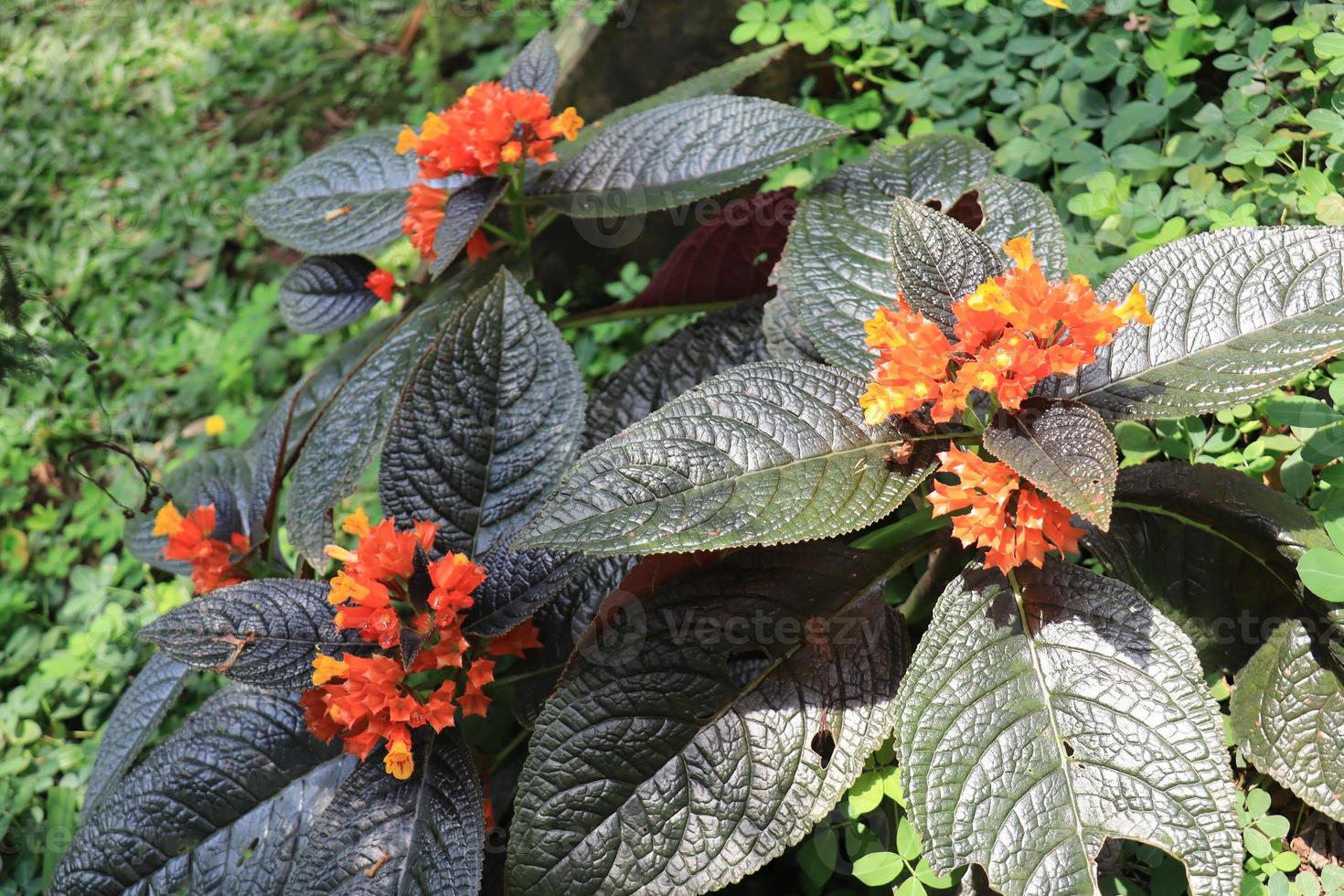 episcia är en släkte av blommande växter i de afrikansk violett familj, gesneriaceae. foto