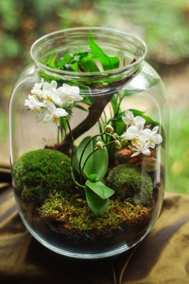 klar glas terrarium med vit petaled blommor foto