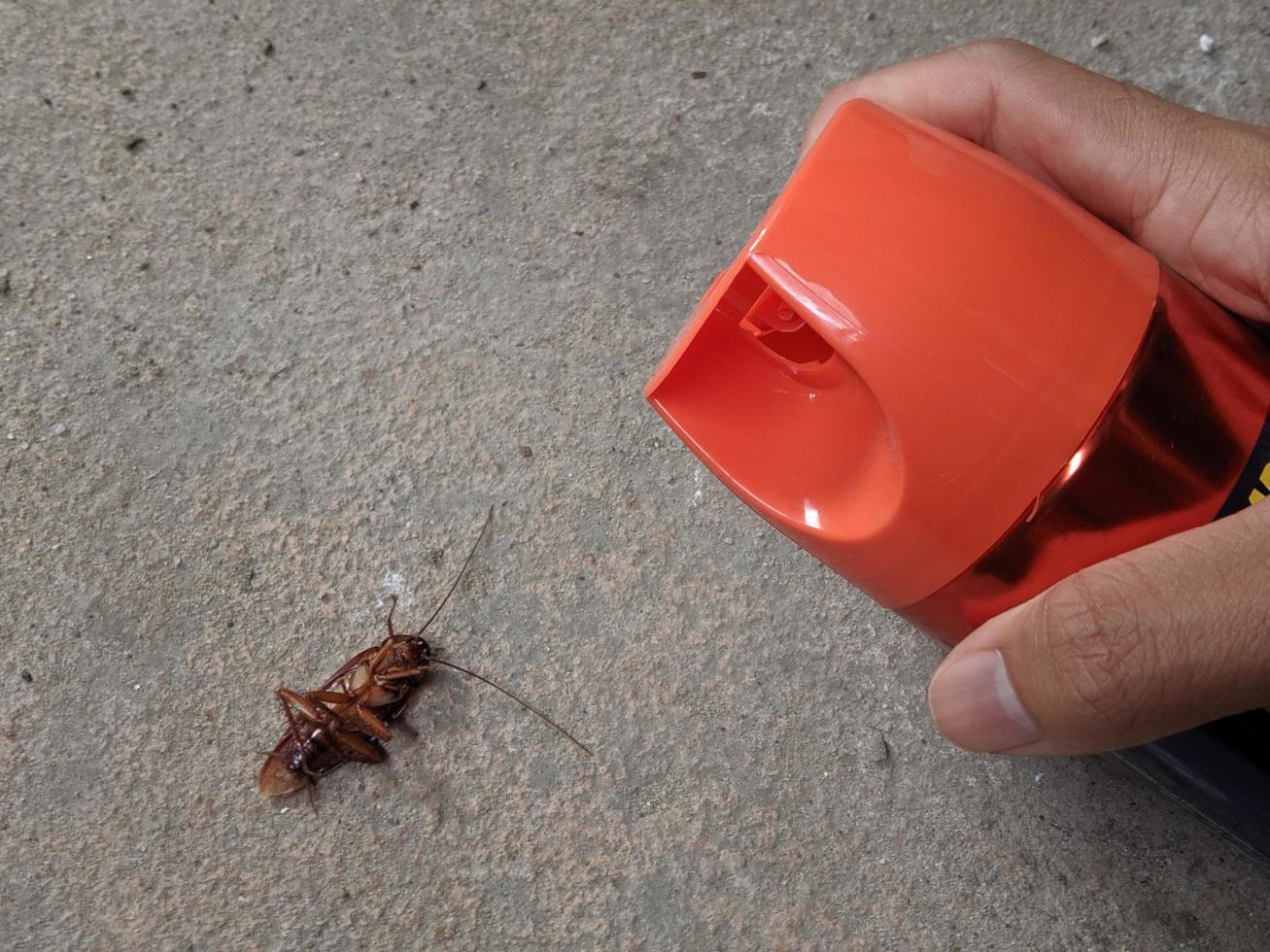 skadedjur kontrollera. använder sig av hushåll insekticid till döda kackerlackor foto