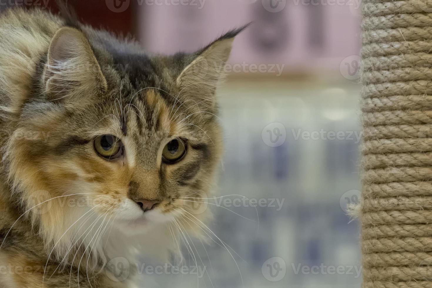 en katt sällskapsdjur stänga upp porträtt medan ser på du med stor ögon foto