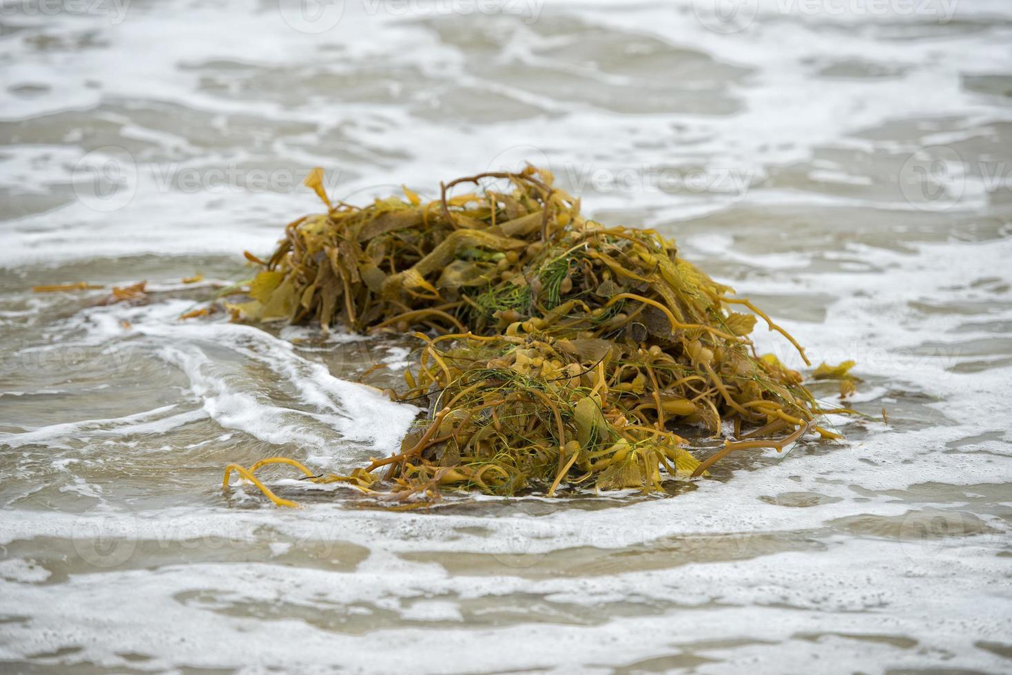 kelp på de strand foto