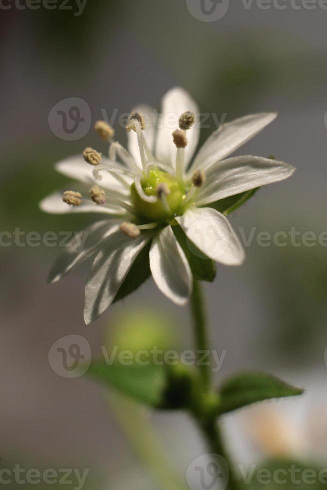 stellaria graminea skönhet natur blommig bakgrund. mindre stygnört organisk botanisk makro närbild. foto