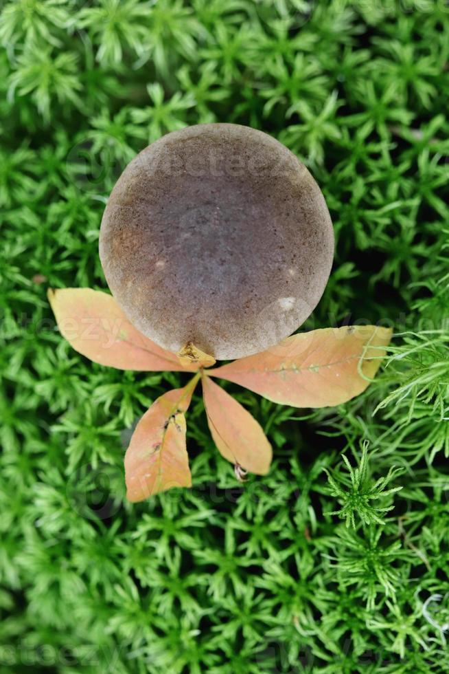 brun keps sopp med löv. grön blad textur. natur blommig bakgrund. organisk botanisk skönhet makro närbild. foto