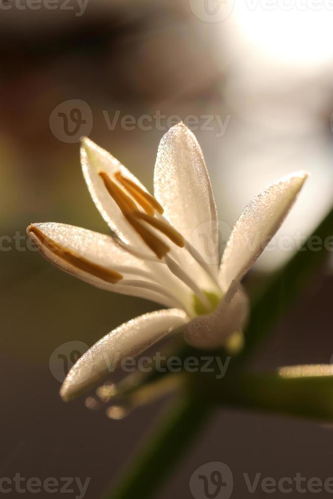 Spindel växt vit blomma. grön blad textur. natur blommig bakgrund. organisk botanisk skönhet makro närbild. foto