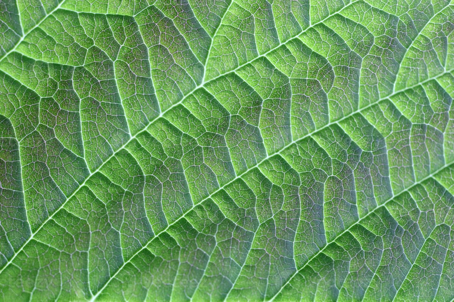 grön blad detaljerad textur. grön blad textur. natur blommig bakgrund. organisk botanisk skönhet makro närbild. foto