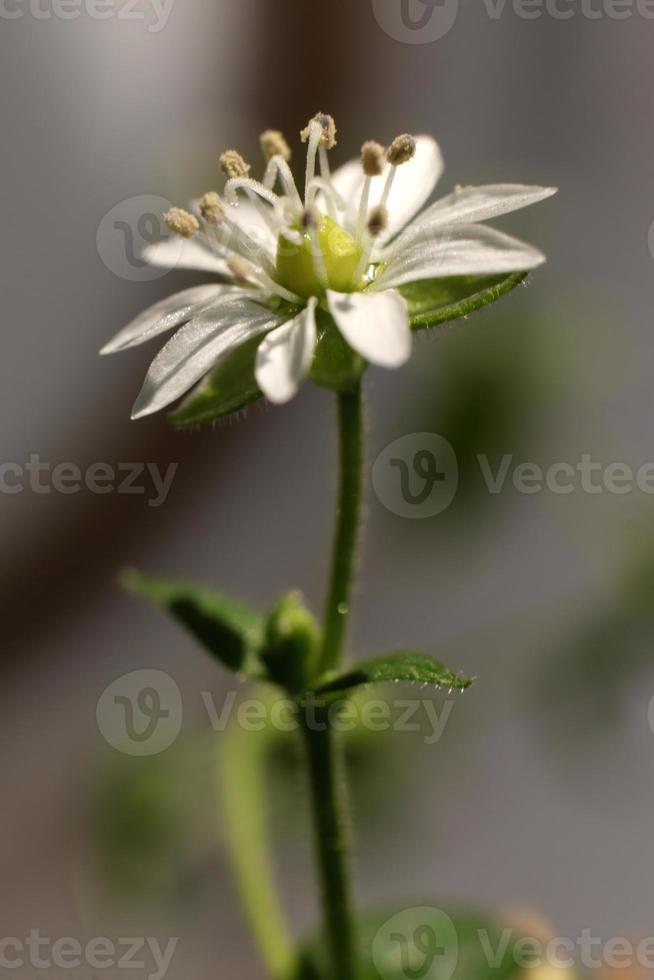 stellaria graminea skönhet natur blommig bakgrund. mindre stygnört organisk botanisk makro närbild. foto