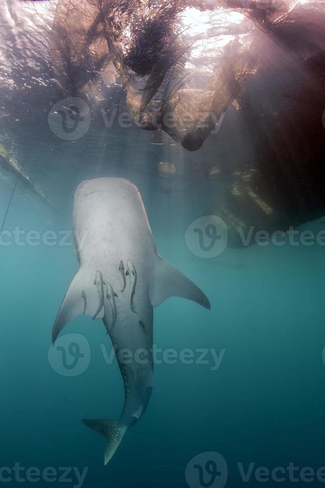val haj stänga upp under vattnet porträtt foto