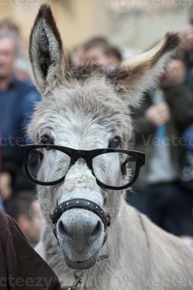 en åsna med glasögon foto