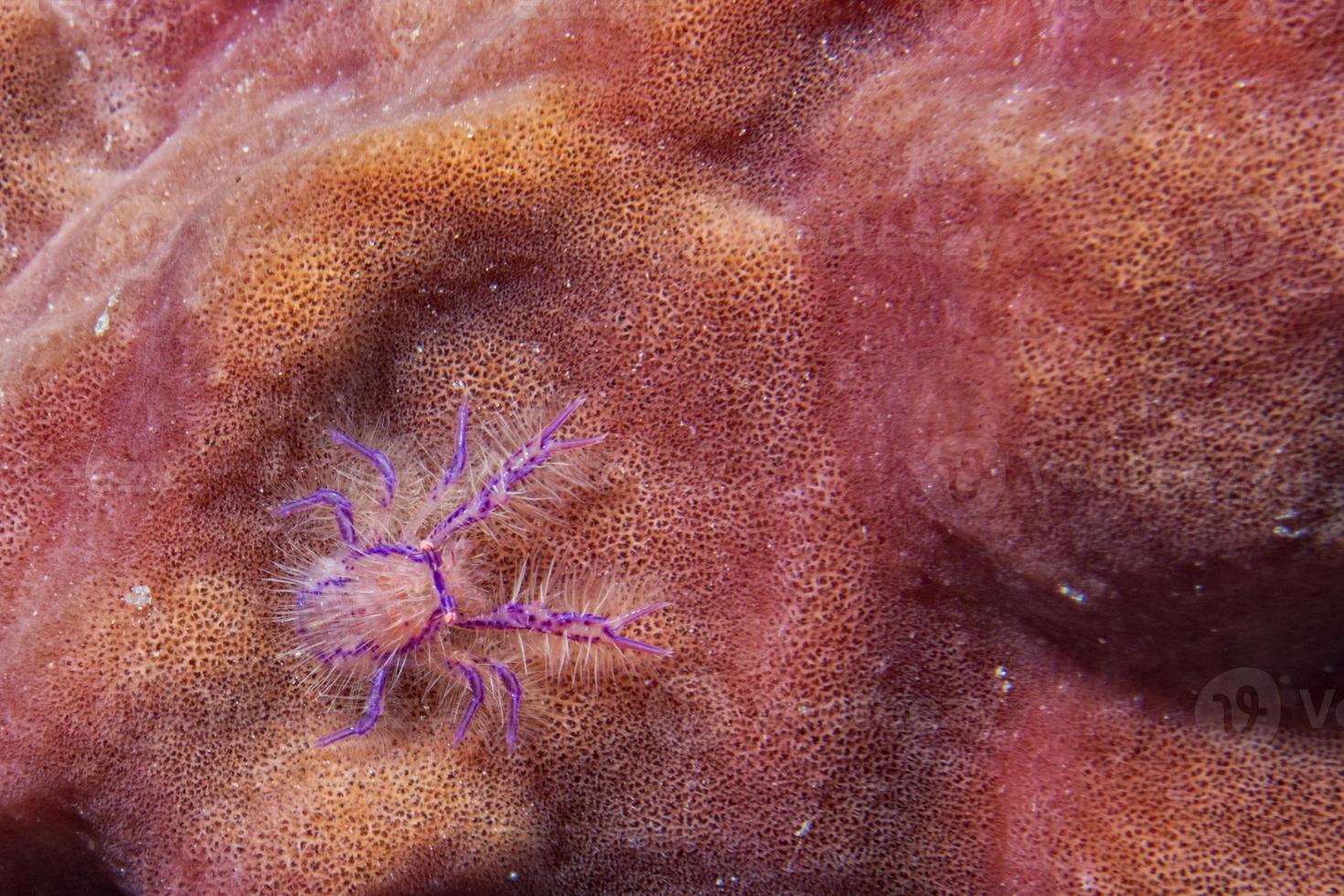 hårig krabba räka på röd svamp foto