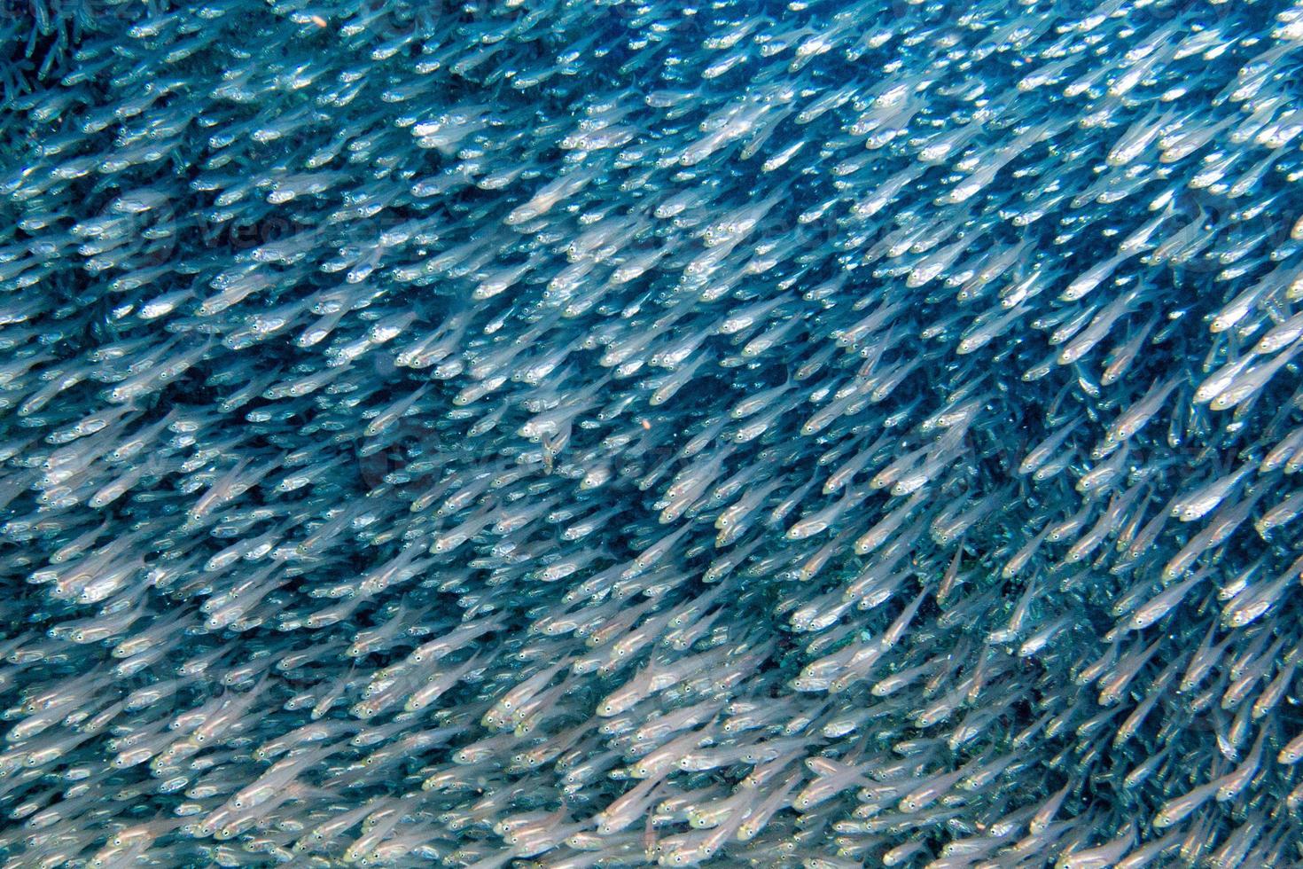 glas fiskar jätte bete boll rör på sig under vattnet foto