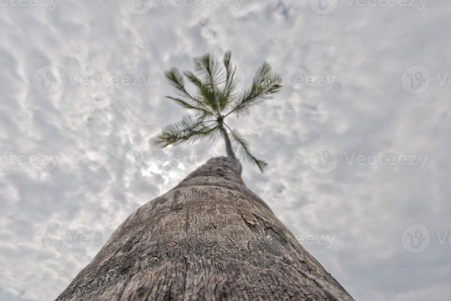 kokos handflatan träd på tropisk vit sand strand foto