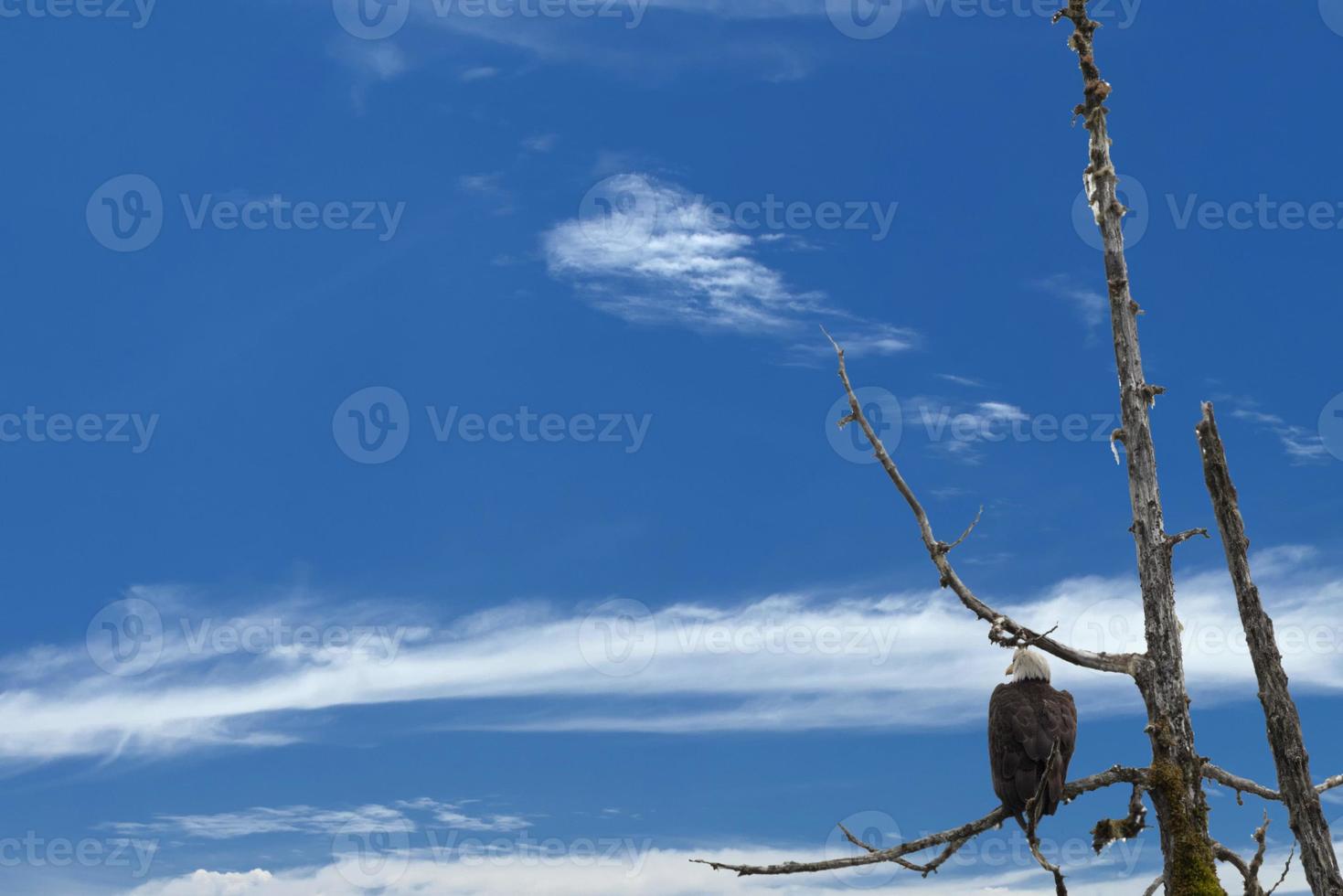 skallig Örn isolerat på djup blå himmel bakgrund foto