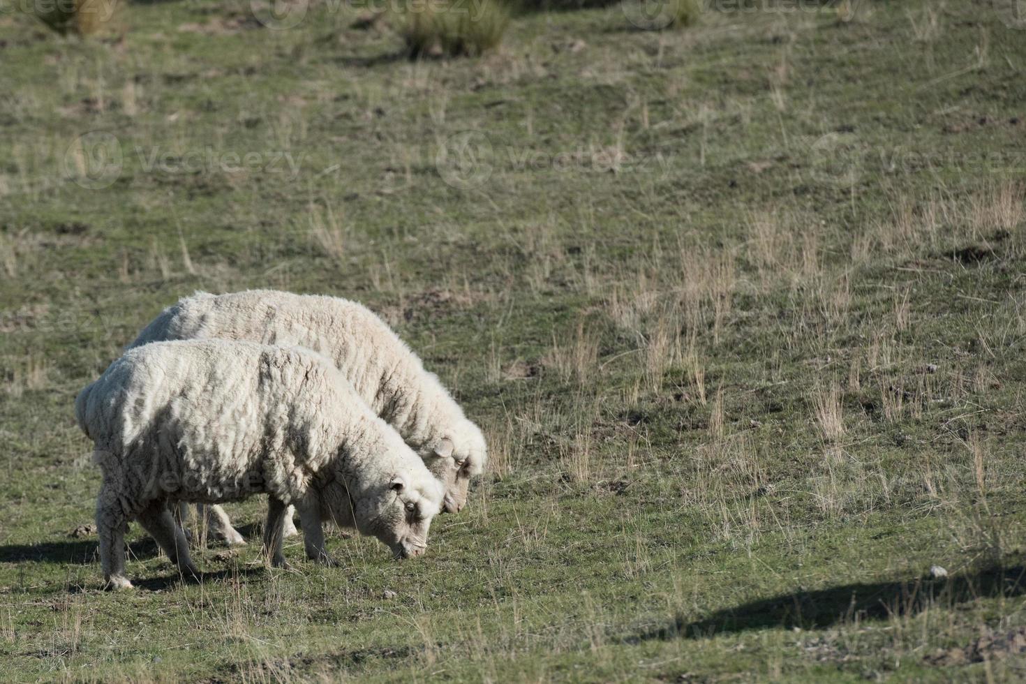 får flock på patagonien gräs bakgrund foto