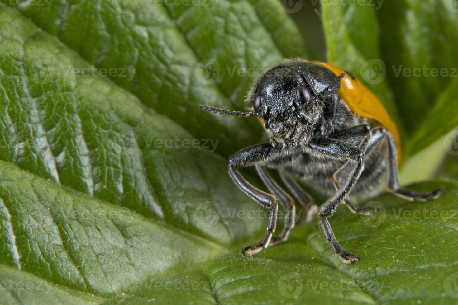 orange nyckelpiga makro på grön bakgrund foto