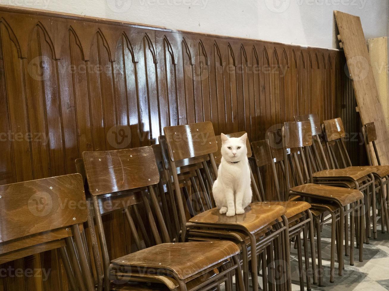 katt inuti kyrka av riomaggiore cinque terre piktorisk by foto