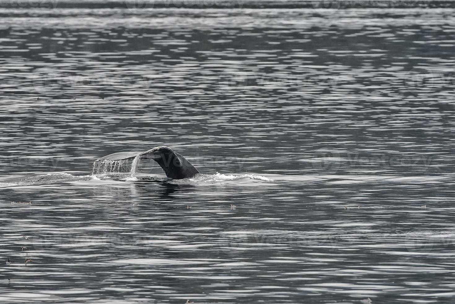 puckelrygg val svans stänk i glaciär bukt alaska foto