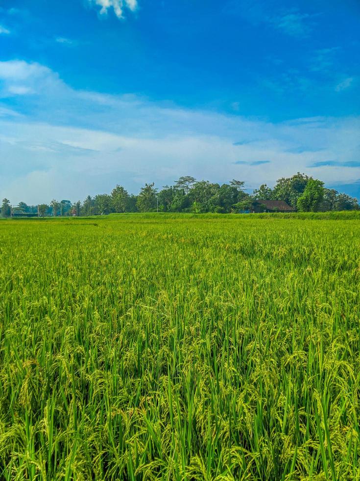 indonesiska traditionell ris jordbruk landskap. indonesiska ris fält. ris fält och blå himmel i Indonesien. foto