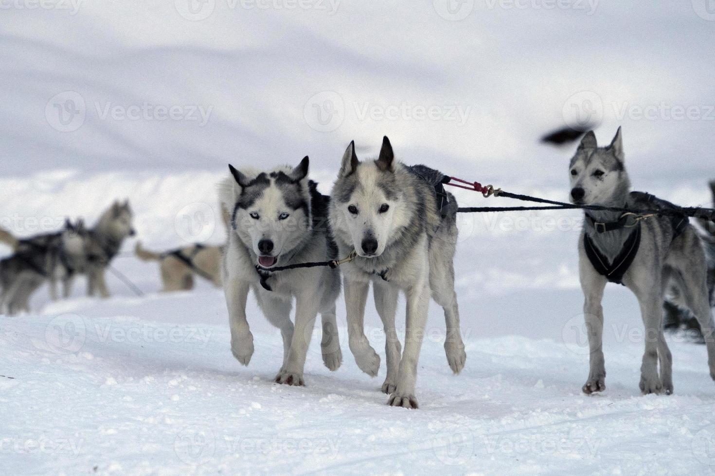 kälke hund i snöig bergen foto