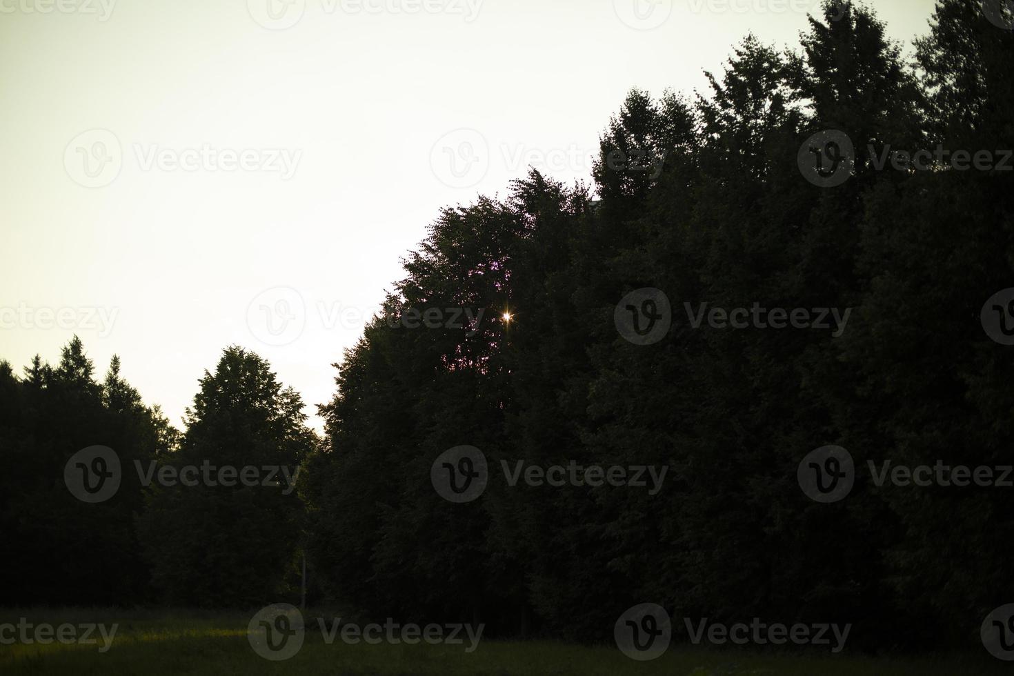 skog på solnedgång. parkera i kväll. silhuetter av träd i sommar. foto