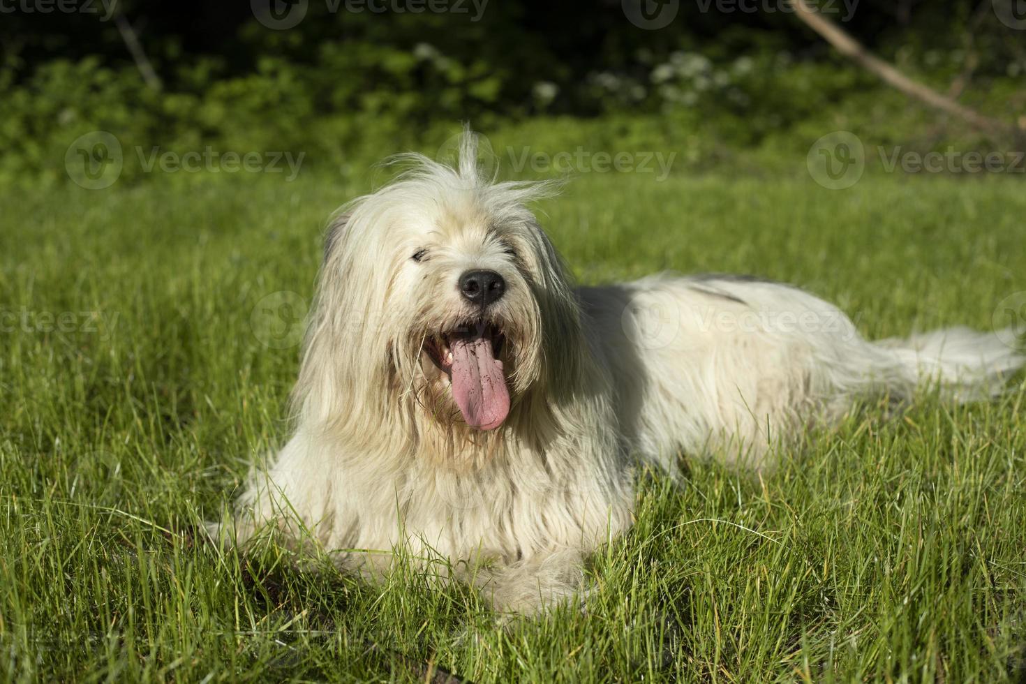 hund i sommar. lång vit täcka. promenad med sällskapsdjur i parkera. foto