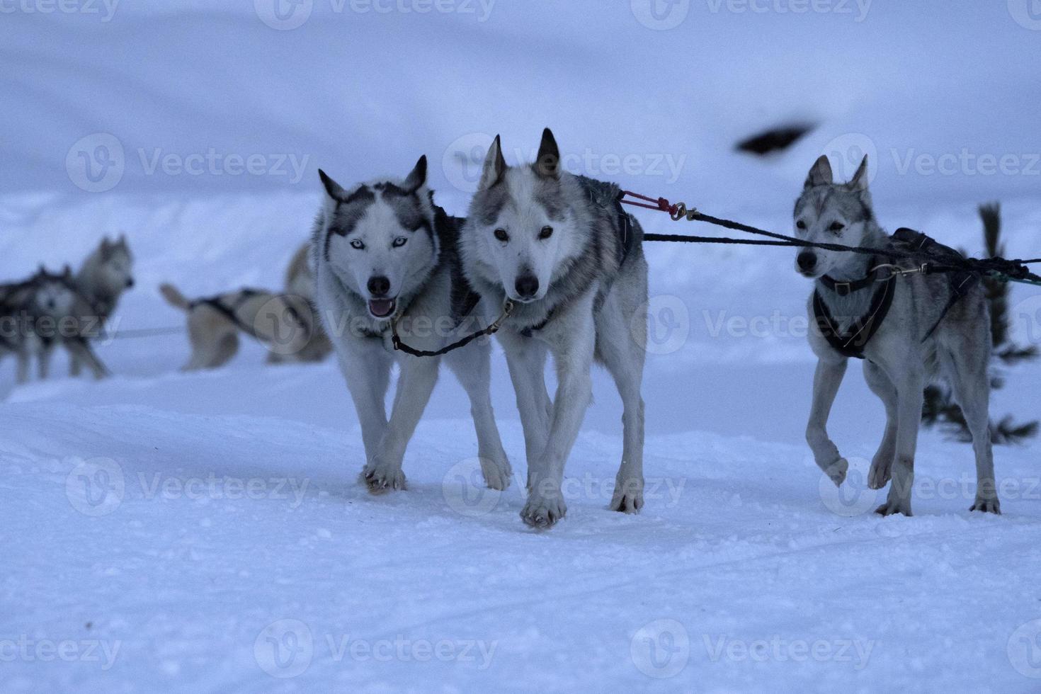 kälke hund i snöig bergen foto