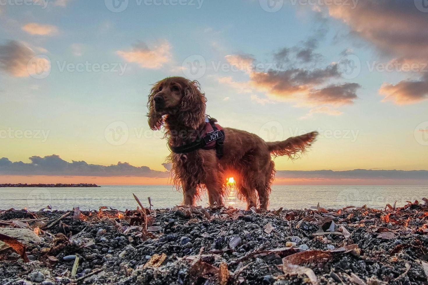 Lycklig hund cockerspaniel spaniel spelar på de strand på solnedgång foto